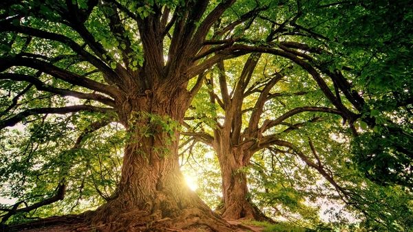 The European Insurers CSR Spotlight - 2023